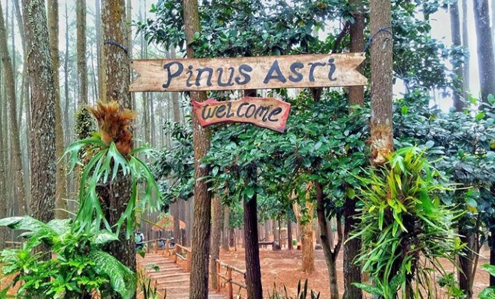 Foto Pinus Asri
